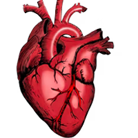 Heart