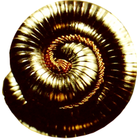 Closer NIN Nine Inch Nails