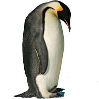 Penguins